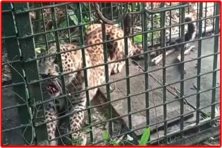 leopards Caged at Golaghatleopards Caged at Golaghat