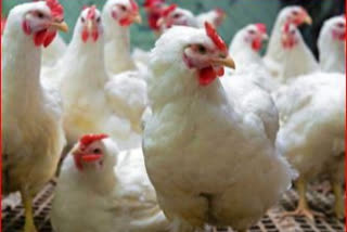 دہلی: مرغ کی قیمت میں زبردست گراوٹ