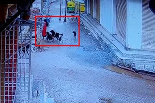 streets dogs attacks girl in hoskote