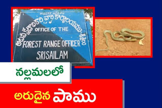 శ్రీశైలం పాతాళగంగ వద్ద పాము