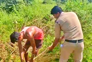 Hemp Farming in Niwari