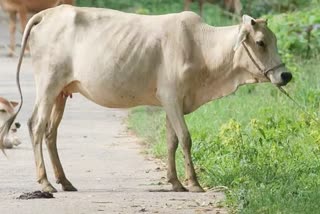 Cow death in Kota's Kaithoon, Kota news