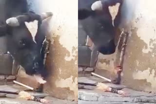 cow drank water by opening tap