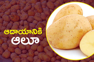 Potato Cultivation in Telangana