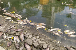 Hundreds of fish die in Banganga lake