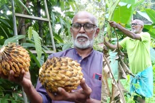 റോയി കോതമംഗലം കൃഷി  റോയി കോതമംഗലം കൃഷി വാര്‍ത്ത  kothamangalam farmer  kothamangalam farmer news  kothamangalam farmer 30 varity fruits news  roy cutivate 30 variety fruits news  roy kothamangalam fruit farm news  കോതമംഗലം പഴ കൃഷി വാര്‍ത്ത  കോതമംഗലം കര്‍ഷകന്‍ പഴ കൃഷി വാര്‍ത്ത  കര്‍ഷകന്‍ വ്യത്യസ്ഥ പഴ കൃഷി വാര്‍ത്ത  റോയി വ്യത്യസ്ഥ പഴ കൃഷി വാര്‍ത്ത  റോയി കോതമംഗലം വ്യത്യസ്ഥ പഴ കൃഷി വാര്‍ത്ത  പഴ കൃഷി വാര്‍ത്ത  കോതമംഗലം പഴ കൃഷി വാര്‍ത്ത  കോതമംഗലം പഴ കൃഷി