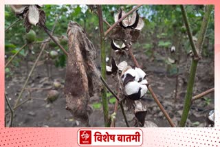Jalgaon cotton waste news