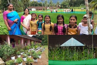 Aanakkampoyil st.mary's UP school  crops cultivation  crops cultivation at school  അധ്യാപനത്തോടൊപ്പം കൃഷിയും  ആനക്കാംപൊയിൽ സെന്‍റ് മേരീസ് യു.പി സ്‌കൂൾ  ലേഖ കാക്കനാട്ട്