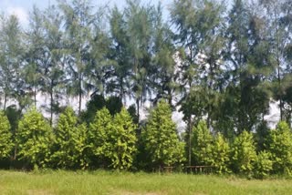 How To Start Sandalwood Cultivation