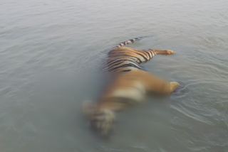 घाघरा बैराज पर मृत अवस्था में उतराते मिला नर बाघ