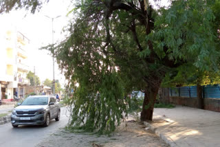 tree-branches-on-road-of-najafgarh-in-delhi