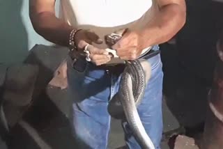 7 फीट लंबे कोबरा का LIVE रेस्क्यू