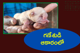 A PUPPY IN THE SHAPE OF LORD GANESHA
