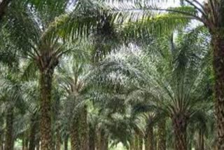 ഓയിൽപാം ഫാക്‌ടറി  ഓയിൽപാം ഇന്ത്യ ലിമിറ്റഡ്  കൃഷിമന്ത്രി പി പ്രസാദ്  Oil Palm Factory  Oil Palm India Limited  Agriculture Minister P Prasad  P Prasad