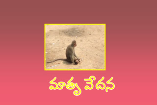 పిల్ల వానరం మృతి