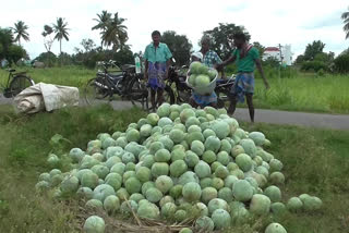 சாம்பல் பூசணி பெருமளவு ஏற்றுமதி