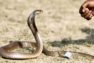 The snake catcher hung the snake on the door as the residents did not pay to catch the snake