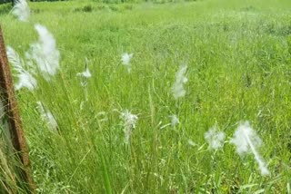 chhattisgarh-weather-update-chhattisgarh-rain-update-chhattisgarh-meteorological-department-rain-alert