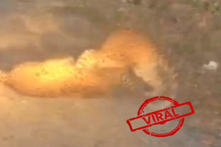 leopard-fight-video-viral-social-media-in-sringar-uttarakhand