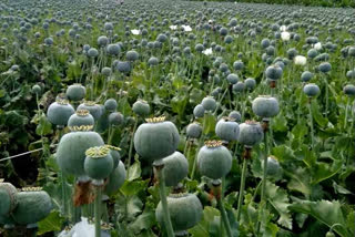 new opium crop policy for new crop season