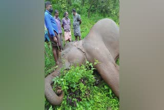 കണ്ണൂര്‍ കാട്ടാന ചരിഞ്ഞു വാര്‍ത്ത  കാട്ടാന ചരിഞ്ഞു വാര്‍ത്ത  കാട്ടാന ചരിഞ്ഞു  പയ്യാവൂർ കാട്ടാന ചരിഞ്ഞു വാര്‍ത്ത  പയ്യാവൂർ കാട്ടാന ചരിഞ്ഞു  ചന്ദനക്കാംപാറ കാട്ടാന ചരിഞ്ഞു വാര്‍ത്ത  കാട്ടാന ജനവാസ മേഖല വാര്‍ത്ത  wild elephant died news  wild elephant death news  wild elephant death  kannur wild elephant death news  kannur wild elephant death