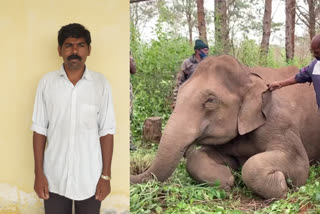 elephant death due to electric shock  കാട്ടാന വൈദ്യുതാഘാതമേറ്റ് ചരിഞ്ഞ സംഭവം  ചിന്നക്കനാലിൽ കാട്ടാന ചരിഞ്ഞു  ചിന്നക്കനാൽ 301 കോളനി  സുരേഷ്  സോളാർ ഫെൻസിങ്