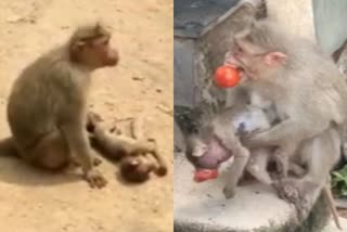 Mother Monkey