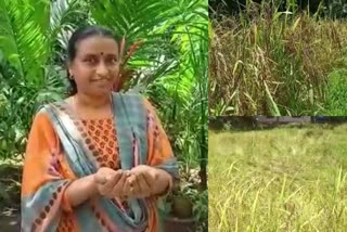 rakthashali  rarest red rice rakthashali grows by taliparamba farmer  rakthashali paddy grows in kannur taliparamba  rakthashali paddy  rakthashali paddy grows by taliparamba farmer  rakthashali paddy in kannur  രക്തശാലി നെല്ല്  രക്തശാലി നെല്ല് വിളയിച്ച് തളിപ്പറമ്പുകാരി  രക്തശാലി  രക്തശാലി അരി  ജ്യോതി ജനാർദനൻ  ജ്യോതി ജനാർദ്ദനൻ