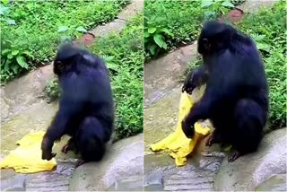 chimpanzee washes clothes