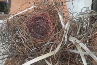 high-tech crow nest in idukki  crow nest  idukki local news  ഇടുക്കി വാര്‍ത്തകള്‍  ഹൈടെക് കാക്കക്കൂട്  കാക്കക്കൂട്