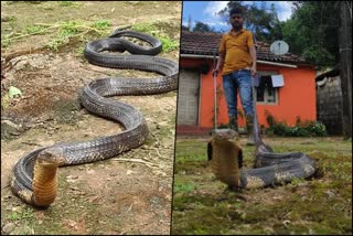 king-cobra-captured-in-sakaleshpura