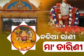 ଘଟଗାଁ ମା' ତାରିଣୀ, ନଡିଆ ରଙ୍କୁଣୀ ଶାଳୁଅ ବଣର ରାଣୀ ଭାବେ ଖ୍ୟାତ