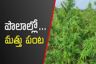 గుప్పుమంటున్న గంజాయి సాగు.. సూత్రధారులెవరు?