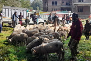 پلوامہ: بھیڑ یونٹز تقسیم کیے گئے