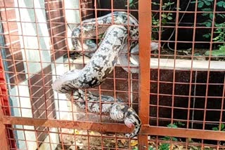 python trapped in cage, Kota news