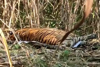 Valmiki Tiger Reserve