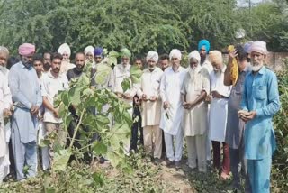 ਗੁਲਾਬੀ ਸੁੰਡੀ ਨਾਲ ਖ਼ਰਾਬ ਹੋਈਆਂ ਨਰਮੇ ਦੀਆਂ ਫਸਲਾਂ ਨੂੰ ਲੈ ਕੇ ਰੋ ਪਏ ਕਿਸਾਨ