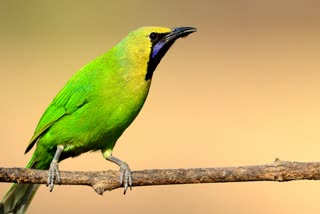 Rare birds seen in Nauradehi Sanctuary