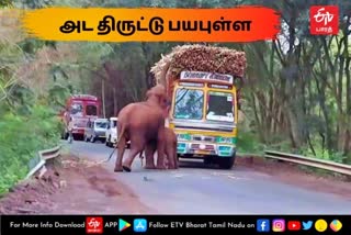 sugarcane  elephant take sugarcane and ran away  erode news  erode latest news  erode elephant  ஈரோடு செய்திகள்  யானை  கரும்பை தூக்கிச்சென்ற யானை  ஈரோட்டில் கரும்பை தூக்கிச் சென்ற யானை