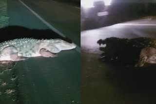 Crocodile enters on Hubli-Solapur national highway  ഹൂബ്ലി-സോളാപൂർ ദേശീയപാത  മുതല  ഭീമൻ മുതല  ഹൂബ്ലി-സോളാപൂർ ദേശീയപാതയിൽ ഭീമൻ മുതല  Crocodile  Hubli-Solapur national highway