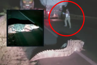 crocodile viral video