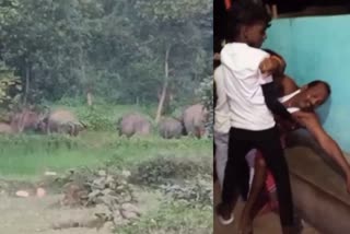 herd-of-elephants-crushes-man-to-death-in-giridih