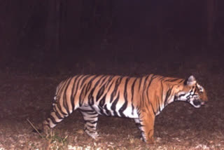 T-23 tiger tranquilized near Masinagudi forest
