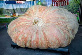 pumpkin weight record