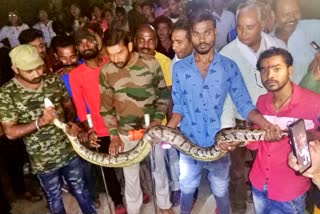 python rescue in hoshangabad
