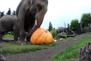 oregon zoo