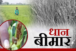 Buxar farmer news