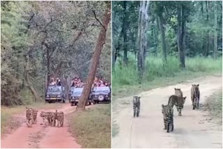 चार शावकों के साथ घूमती नजर आई बाघिन Dotty