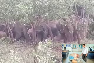 handicapped-dies-in-elephant