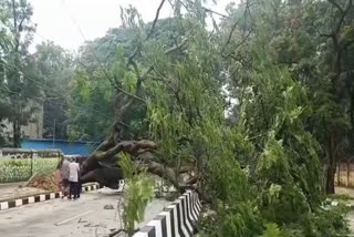 trees fell down by rain